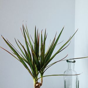 Close-up of plant in vase against wall