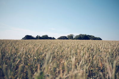 View of agricultural field