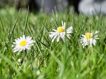 Close-up of white daisy flowers on field