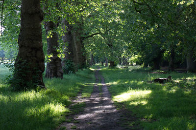 Trees in forest