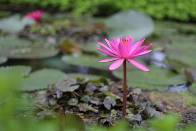 Close-up of pink water lily in pond