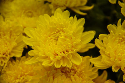 Close-up of yellow flowering plant