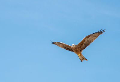 Low angle view of eagle flying in sky