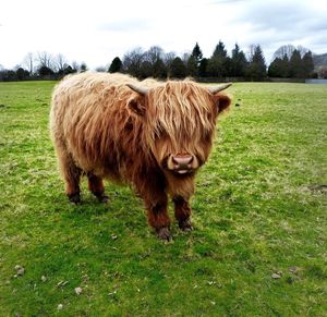 Brown highland cattle looking at camera