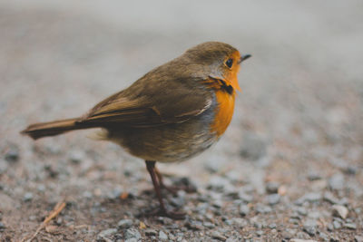 Close-up of bird perching outdoors