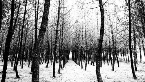 Bare trees in forest during winter