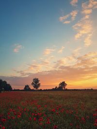 Scenic view of flowering plants on field against sky during sunset
