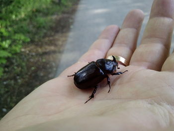 Human hand holding insect