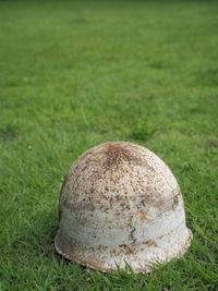 Close-up of fresh green grass in field