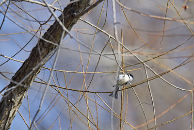 Low angle view of bird perching on branch