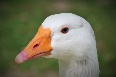 Close-up of swan