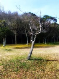 Trees on field against sky