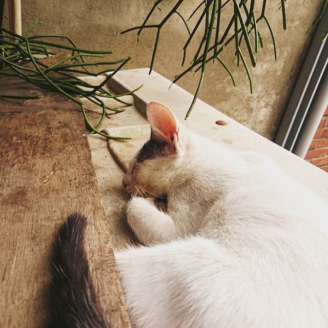 domestic cat, pets, cat, domestic animals, animal themes, one animal, mammal, feline, relaxation, whisker, indoors, resting, lying down, sitting, looking away, no people, close-up, window, zoology, white color