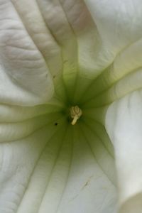 Close-up of white flower