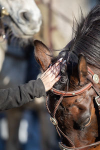 A woman strokes a chestnut-colored horse's head.