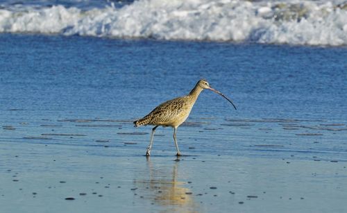 Side view of a bird on beach