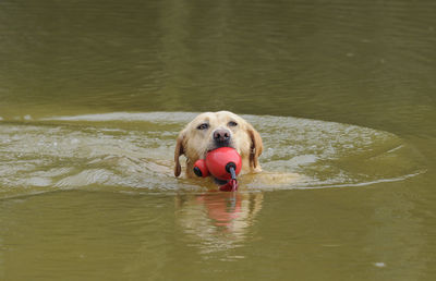 High angle view of dog carrying buoy while swimming in lake