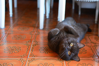 High angle view of cat lying on floor at home