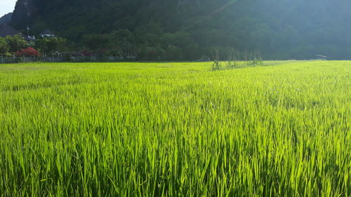 Scenic view of rice field