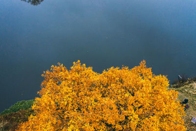 Yellow flowering plants against sky during autumn