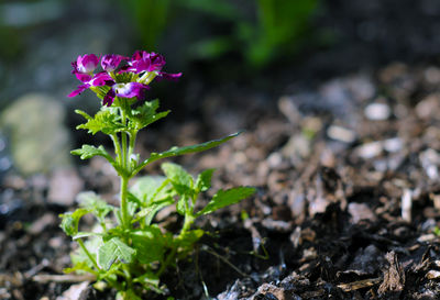 Close-up of purple flowering plant on field