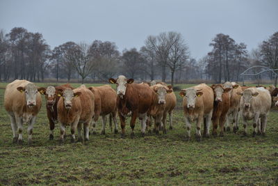 Horses in a field