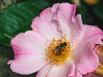 Close-up of bee on pink flower