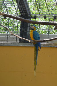 Low angle view of a bird perching on branch