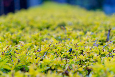 Close-up of yellow flowering plant growing on field