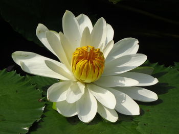 Close-up of white flowering plant in lake