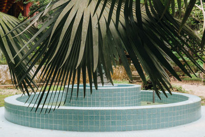 Close-up of palm tree by swimming pool