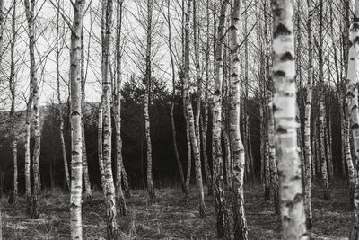 Close-up of trees in forest
