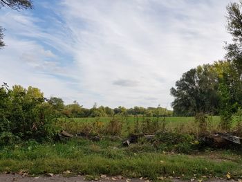 Trees on field against sky