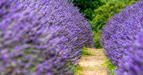 Close-up of lavender growing on field