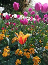 Close-up of crocus blooming outdoors