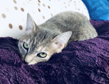 Close-up portrait of a cat lying on bed