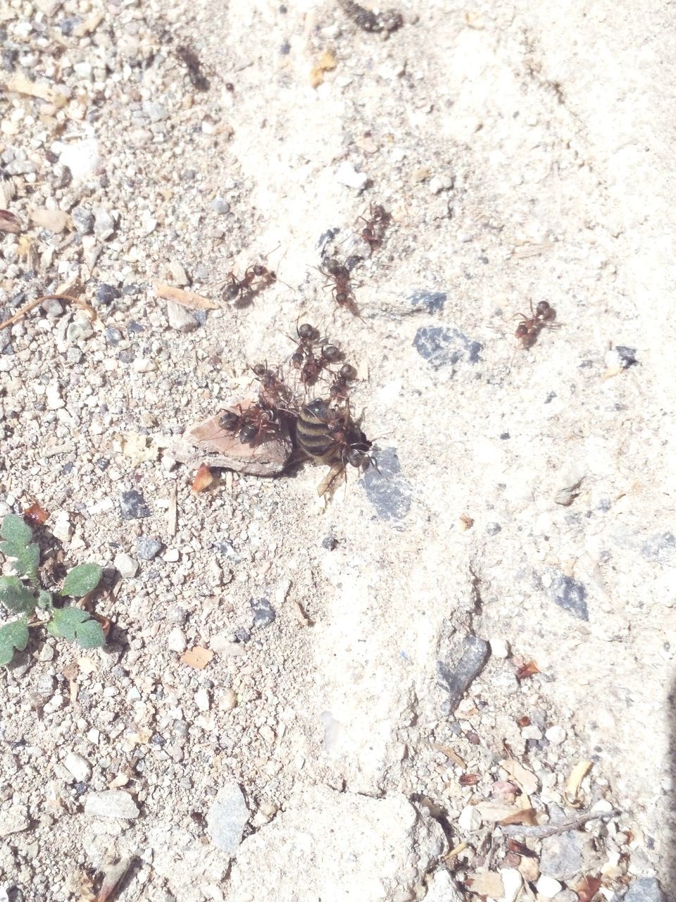 HIGH ANGLE VIEW OF ANTS ON GROUND