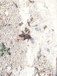 High angle view of ant on ground