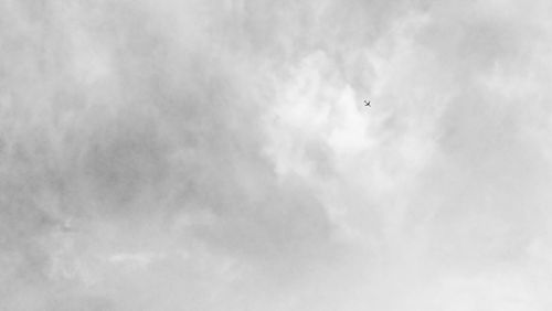 Low angle view of eagle flying against sky