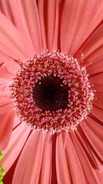 Close-up of pink daisy flower