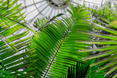 Close-up of leaves