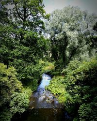 River flowing through forest