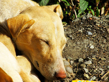 Close-up of dog sleeping outdoors