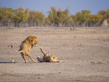 Male and female lion fighting in etosha national park, namibia, africa