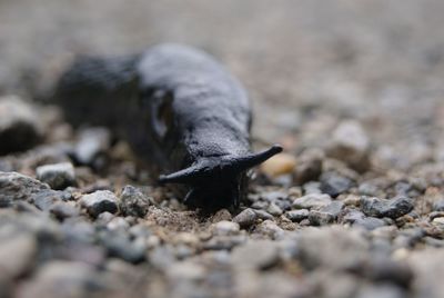 Close-up of bird