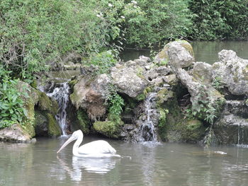 Swan swimming in lake