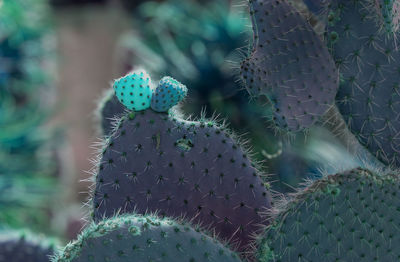 Close-up of prickly pear cactus