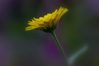 Close-up of yellow flowering plant