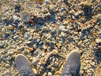 Low section of person on pebbles at beach