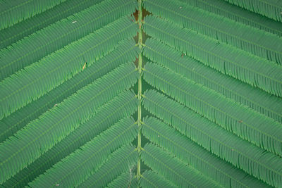 Full frame shot of fern leaves